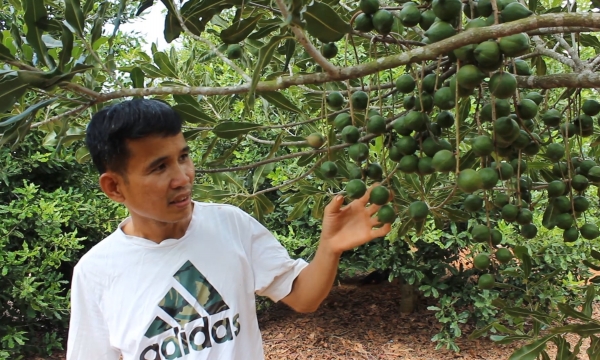 Climate and seedlings determine the success or failure of the macadamia tree